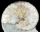 Iridescent Ammonite (Discoscaphites) - South Dakota #46867-1